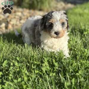 Peach, Mini Bernedoodle Puppy
